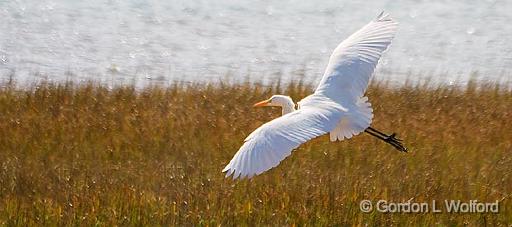 Egret In Flight_32233.jpg - Great Egret (Ardea alba)Photographed along the Gulf coast near Port Lavaca, Texas, USA.